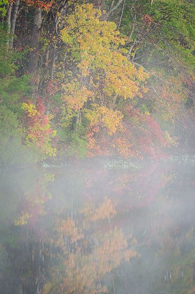 Jaynes Gallery 아티스트의 USA-New Jersey-Pine Barrens National Preserve Foggy forest and lake landscape작품입니다.